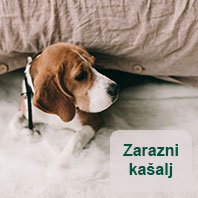 Zarazni kašalj