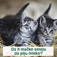 Mačke i mleko