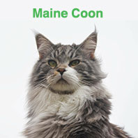 Maine Coon